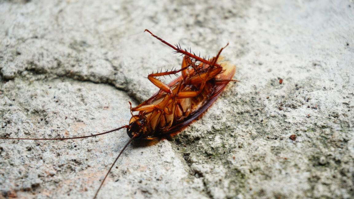 Bakterielle Genome in Kakerlaken: Wie horizontale Genübertragung die Evolution neu definiert