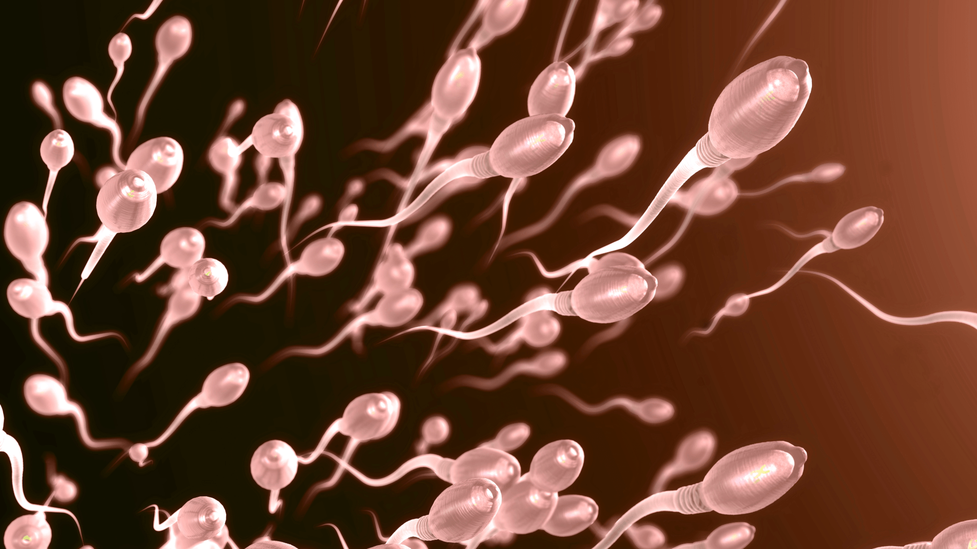 Fruit fly sperm is enormous – Wie winzige Fliegen gigantische Spermien lagern