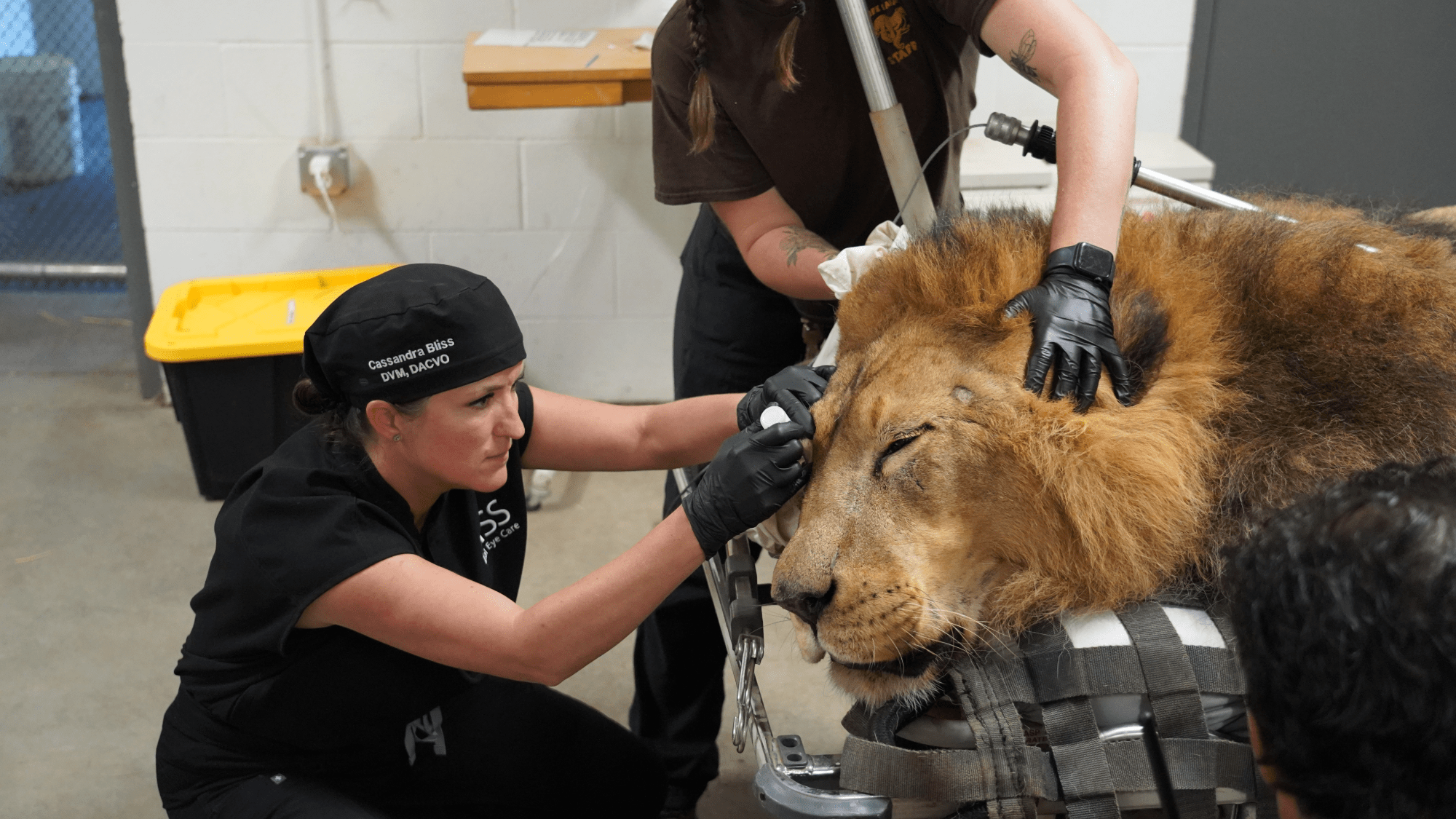Löwe Tsavo erhält doppelte Katarakt-OP: Tierchirurgie auf menschlichem Niveau