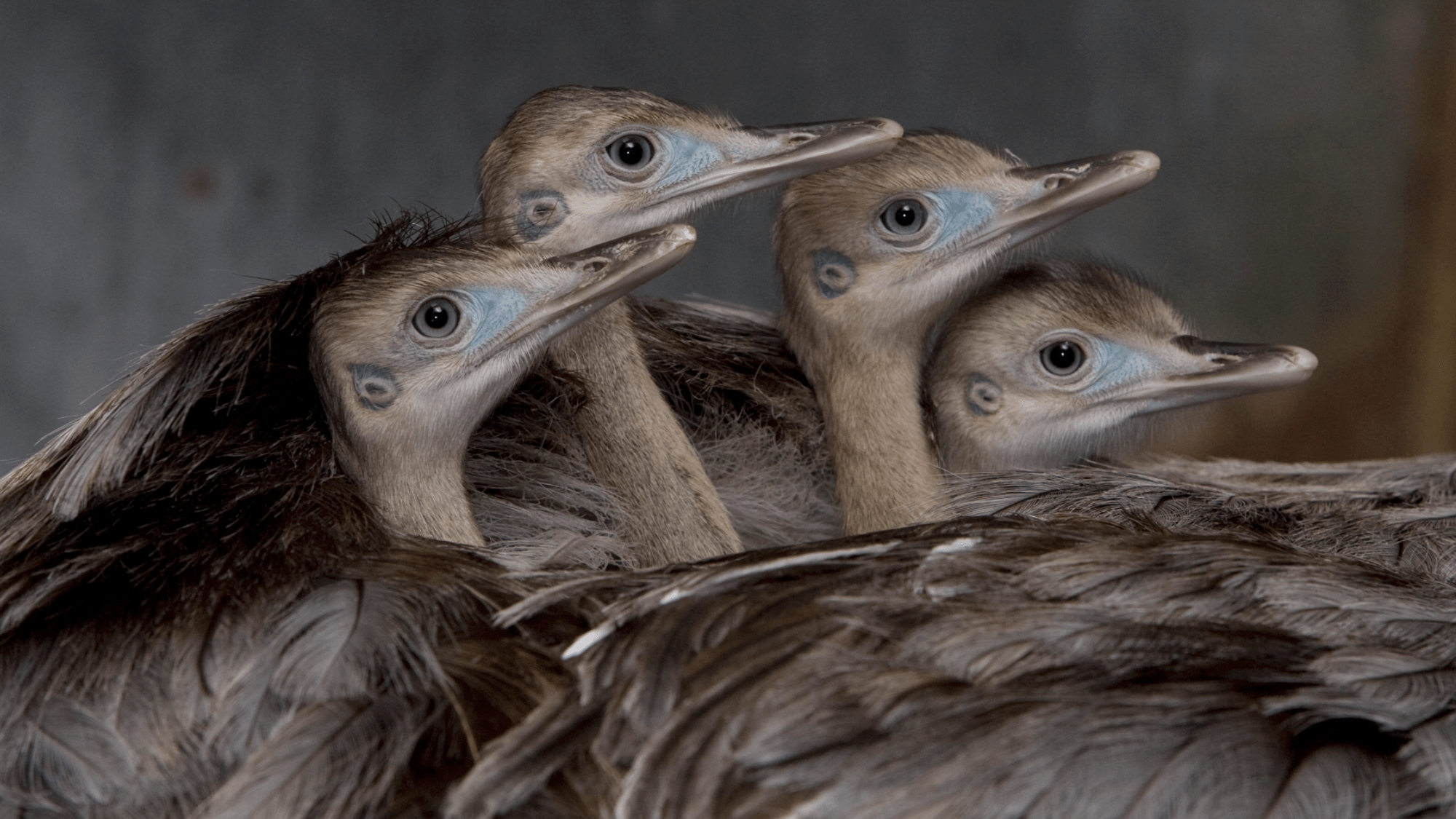 Vorbildliche Väter im Tierreich: Sechs Arten, die für ihren Nachwuchs alles geben