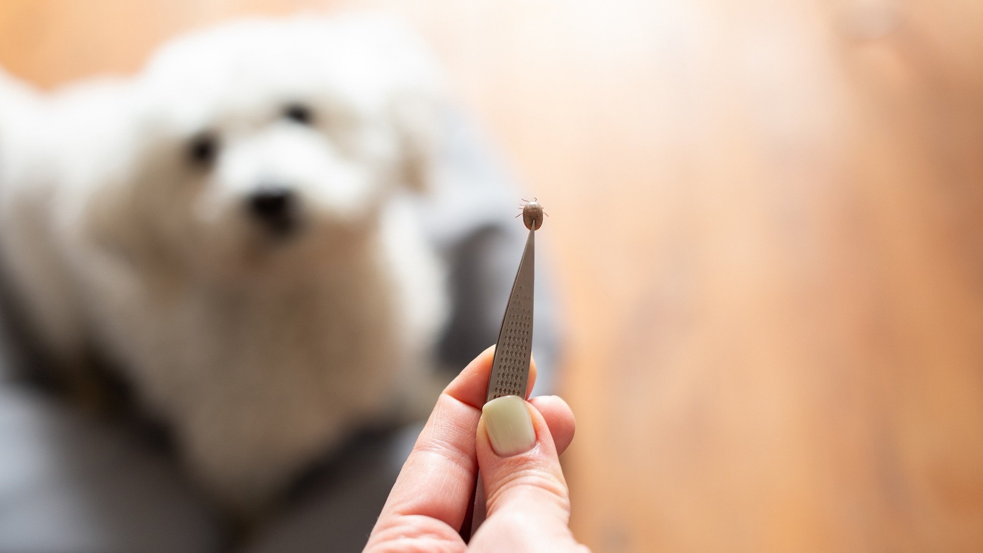 Zecken von Ihrem Hund fernhalten (und aus Ihrem Zuhause)